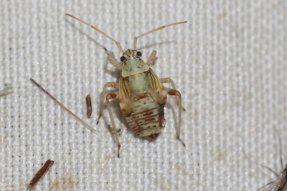 Miride strié du chêne Rhabdomiris striatellus (Fabricius, 1794)