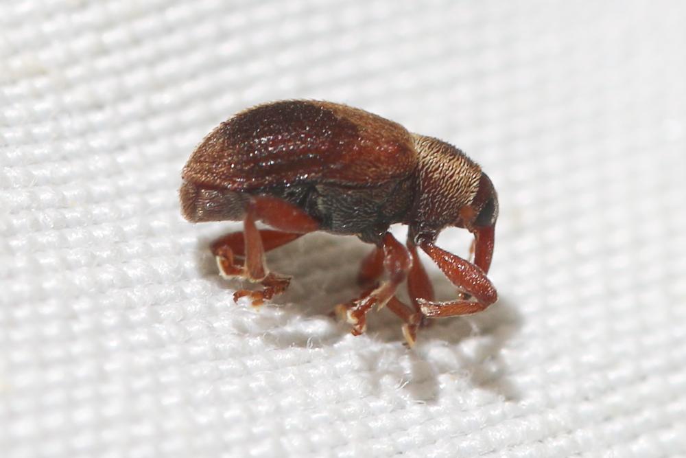 Lignyodes enucleator (Panzer, 1798)