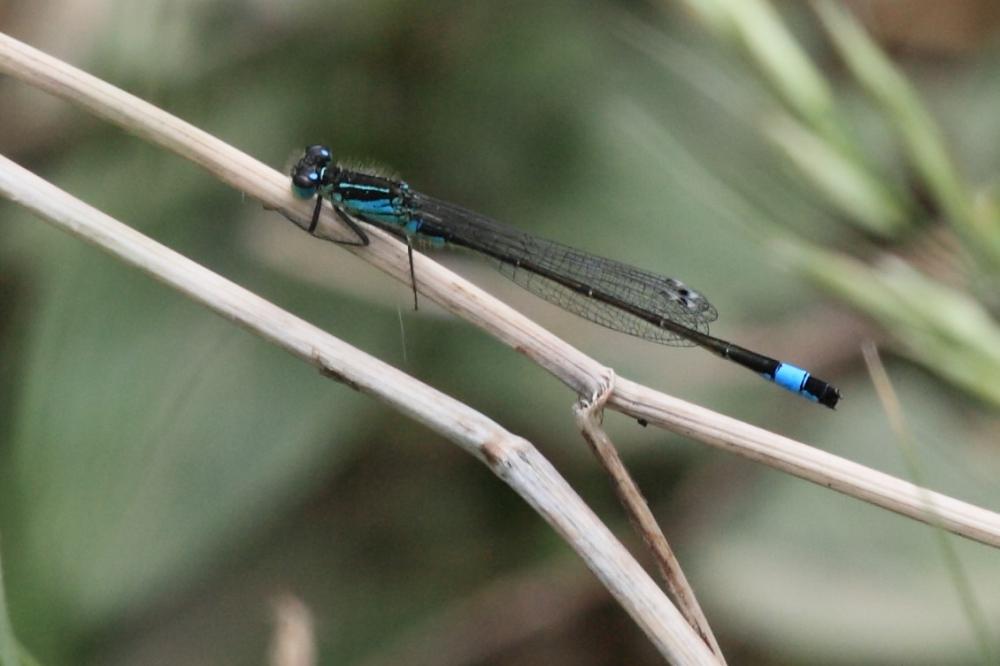 Agrion élégant Ischnura elegans (Vander Linden, 1820)