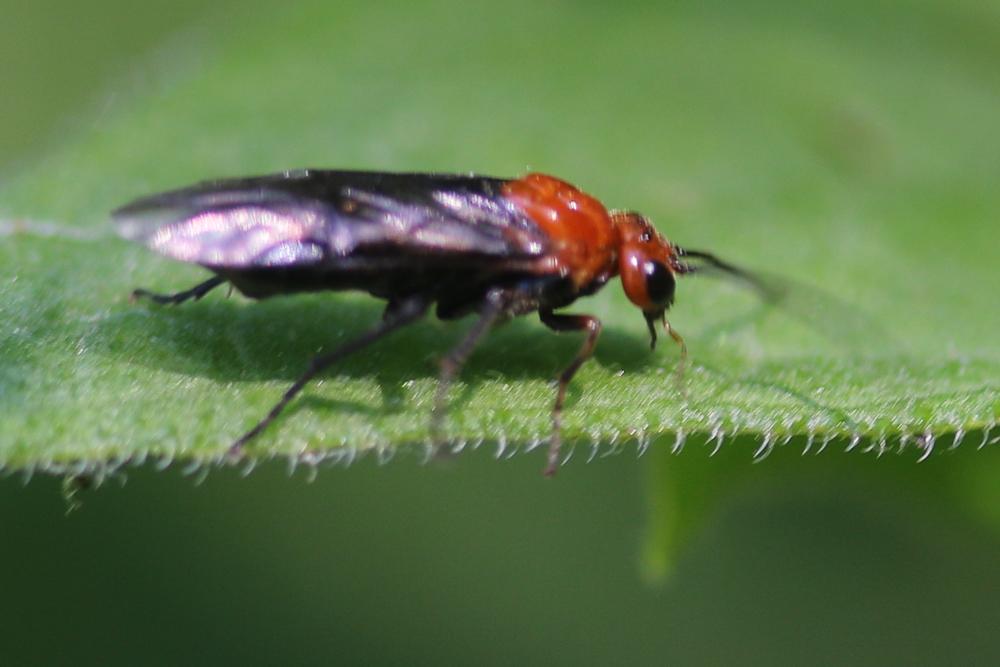 Hemichroa australis (Audinet-Serville, 1823)