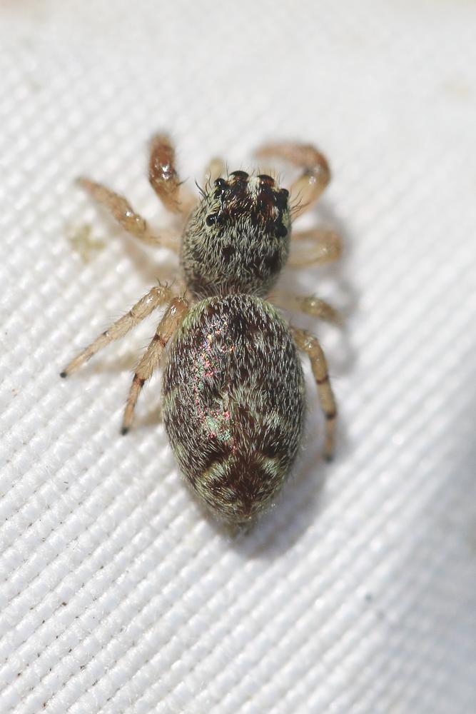  Macaroeris nidicolens (Walckenaer, 1802)