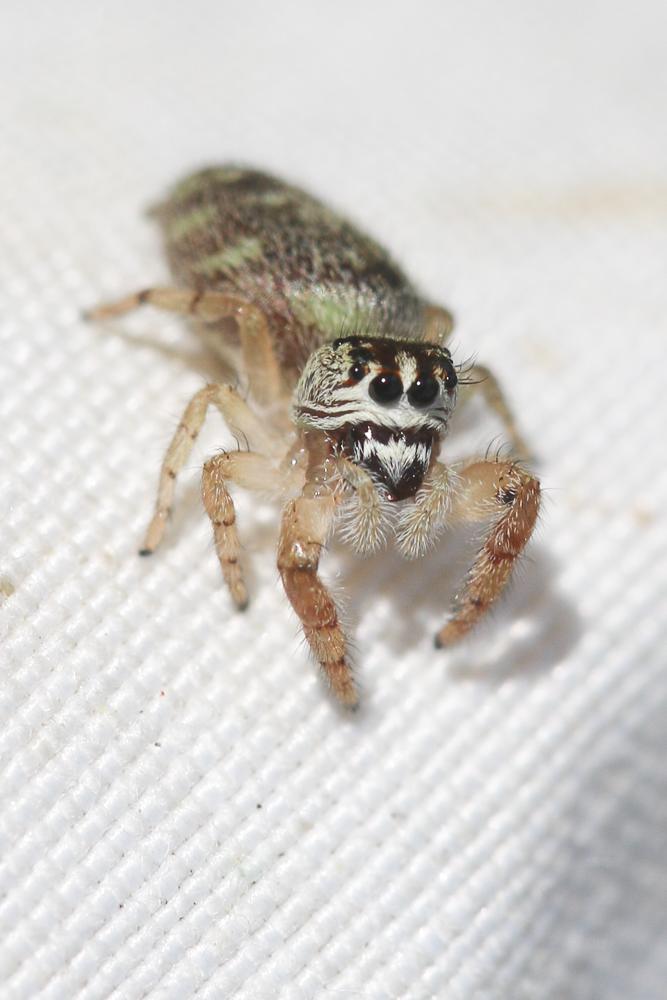 Macaroeris nidicolens (Walckenaer, 1802)