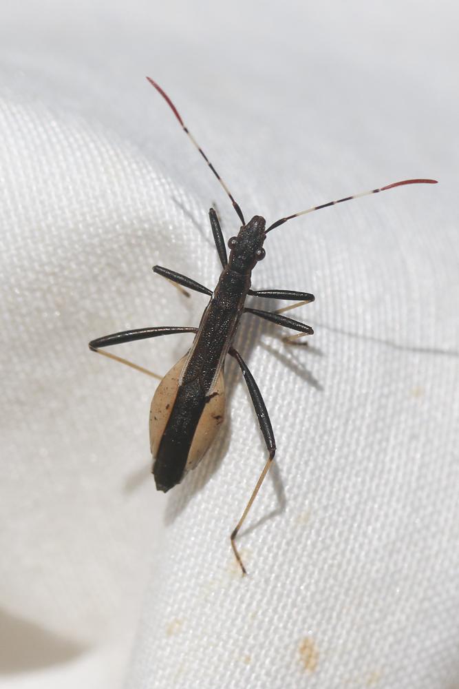  Micrelytra fossularum (Rossi, 1790)