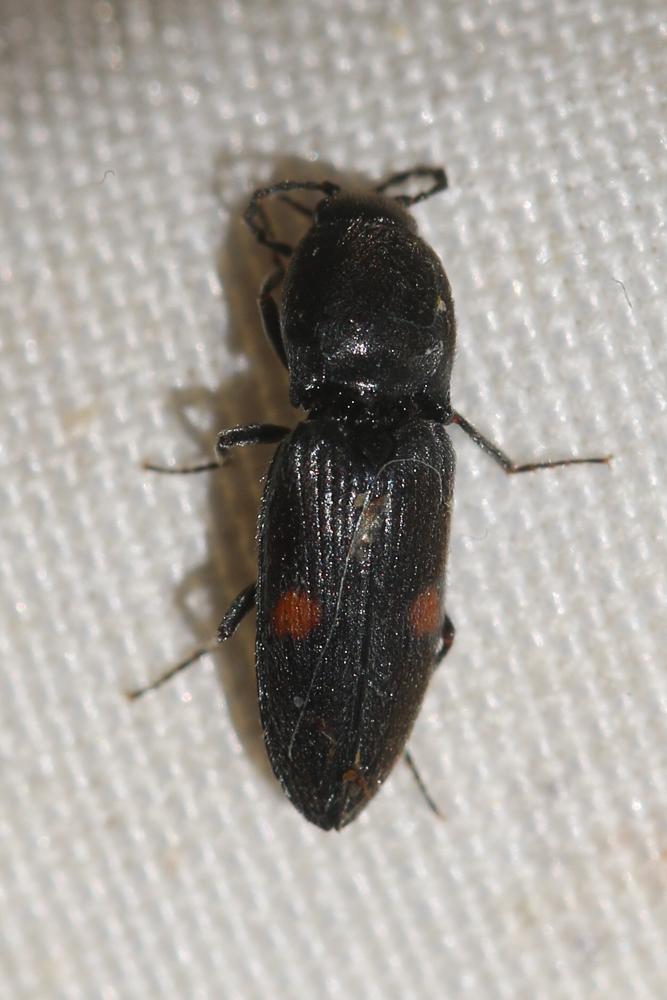 Cardiophorus biguttatus (Olivier, 1790)