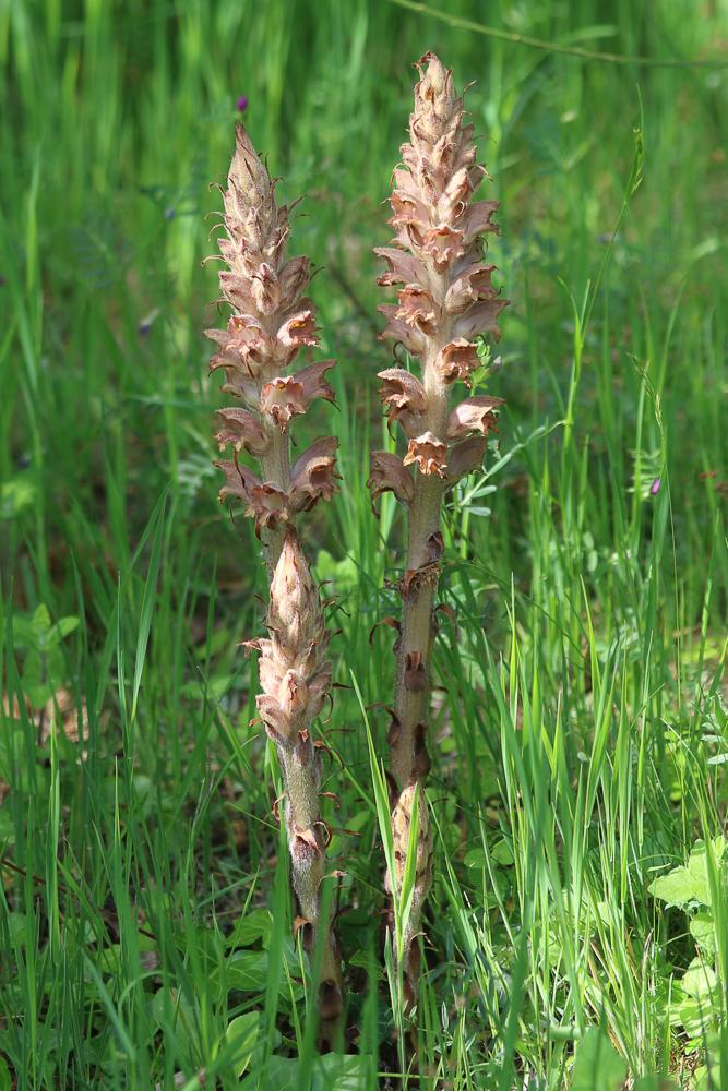 Orobanche des genêts, Orobanche du Genêt Orobanche rapum-genistae Thuill., 1799