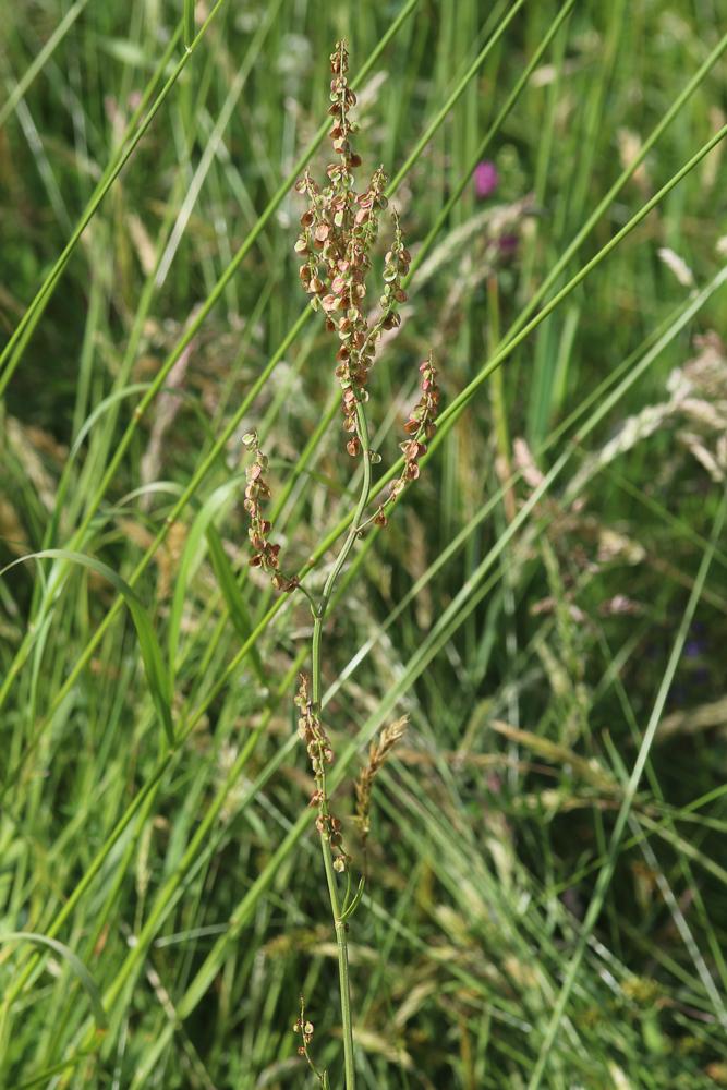 Oseille des prés, Rumex oseille Rumex acetosa L., 1753