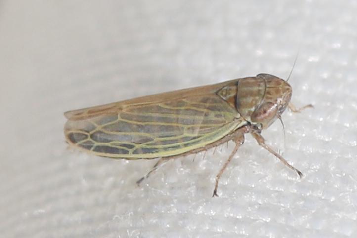  Psammotettix helvolus (Kirschbaum, 1868)
