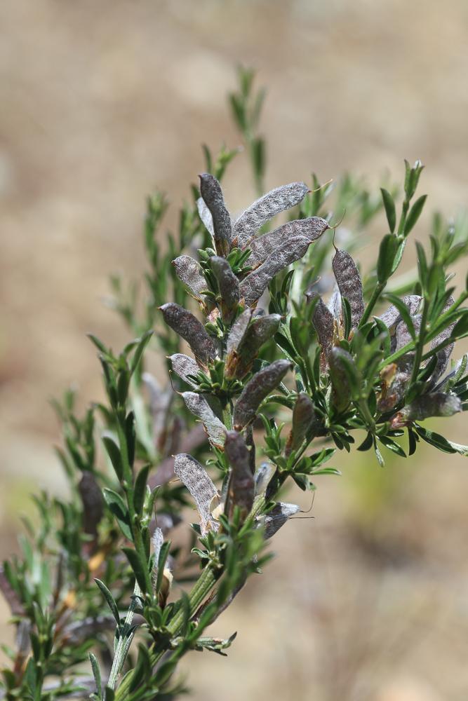 Genêt poilu, Genêt velu, Genette Genista pilosa L., 1753