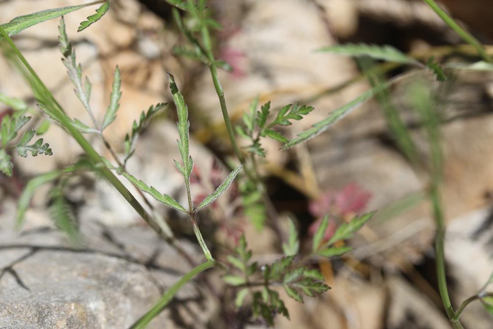 Torilis africana var. heterophylla (Guss.) Reduron, 2008