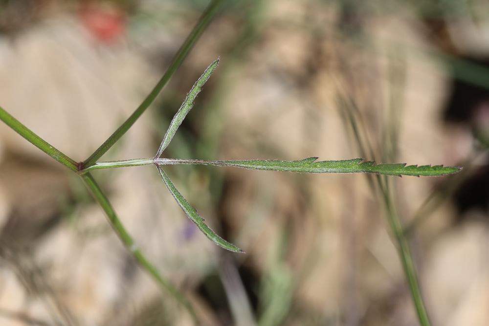 Torilis africana var. heterophylla (Guss.) Reduron, 2008