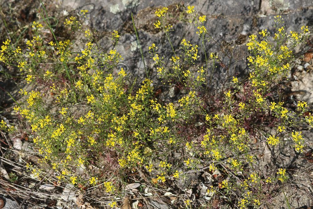 Rorippe des Pyrénées, Roripe des Pyrénées Rorippa pyrenaica (All.) Rchb., 1838