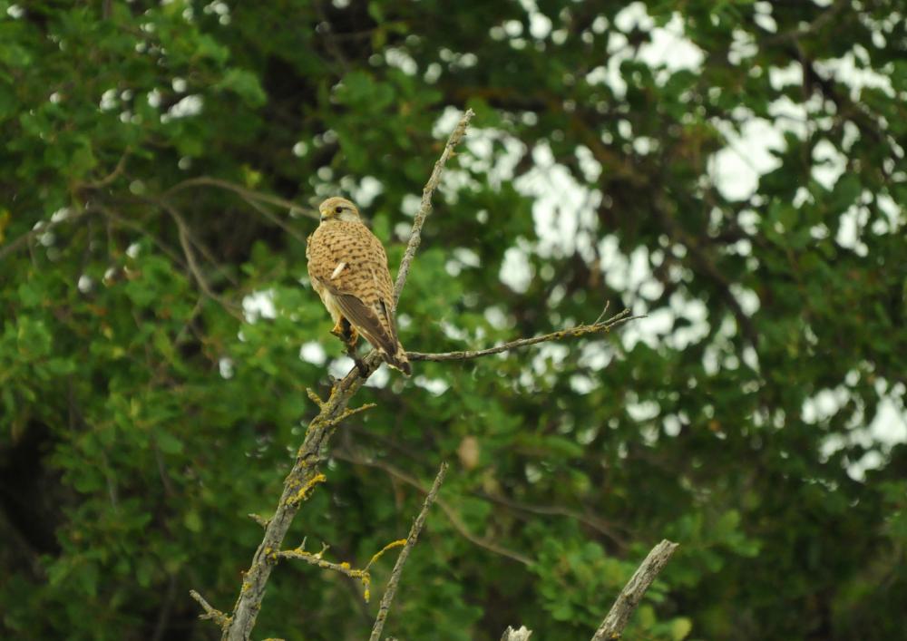 Faucon crécerelle Falco tinnunculus Linnaeus, 1758