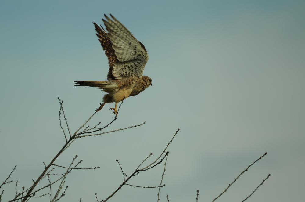 Faucon crécerelle Falco tinnunculus Linnaeus, 1758