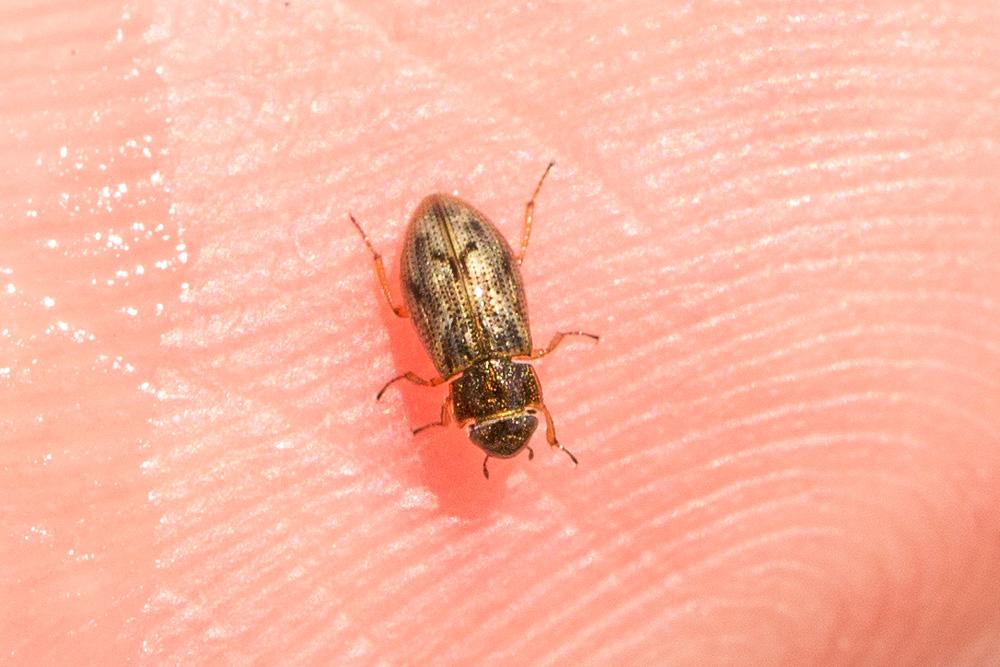 Helophorus Fabricius, 1775
