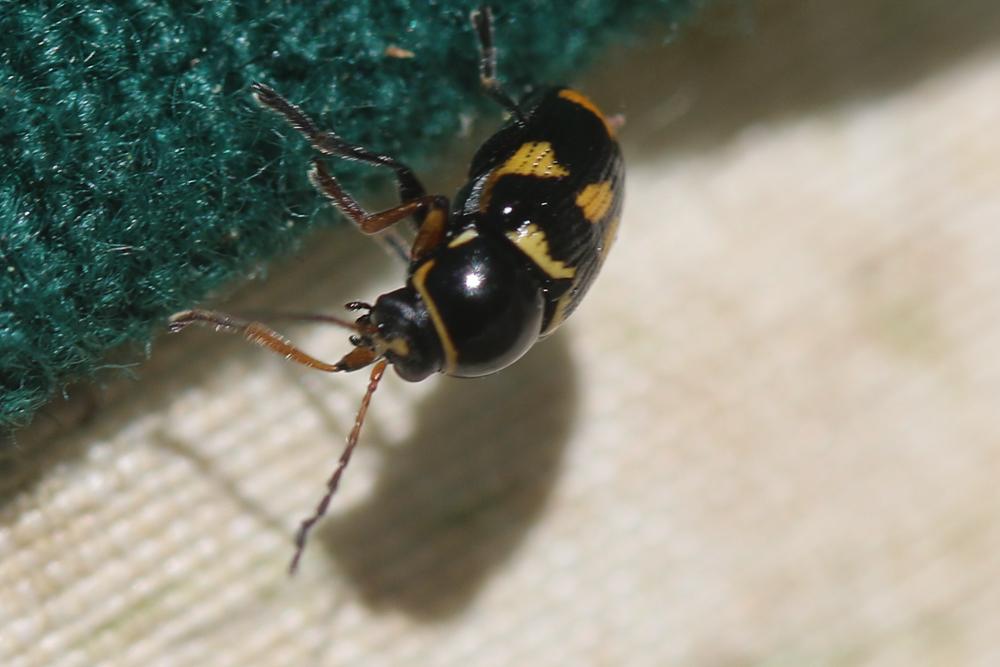 Cryptocephalus octoguttatus (Linnaeus, 1767)
