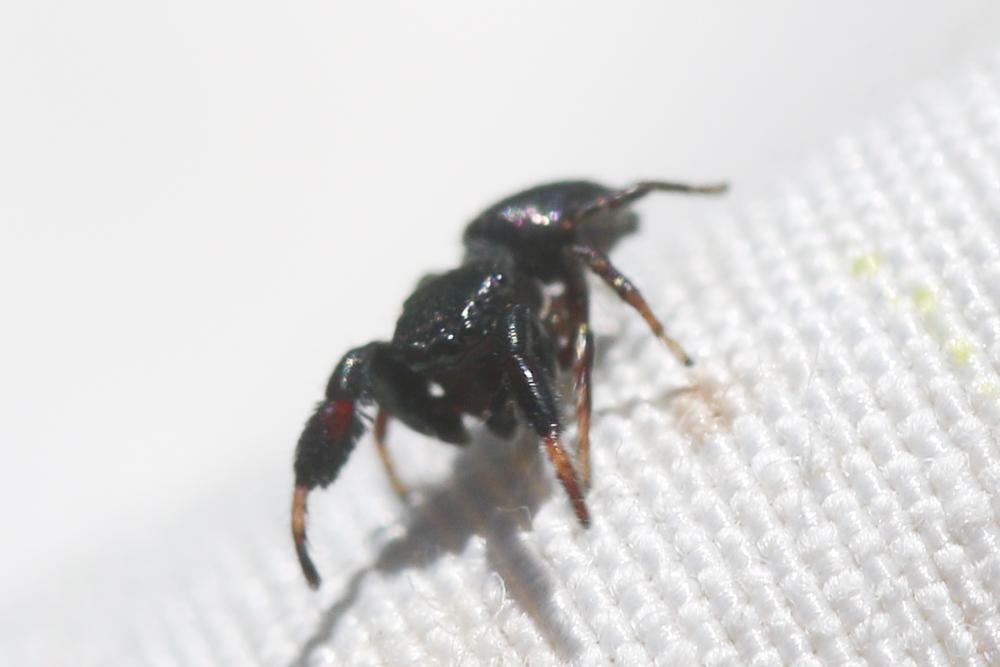 Sibianor aurocinctus (Ohlert, 1865)