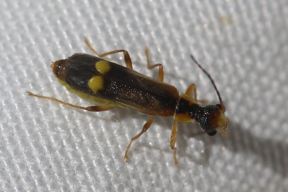  Malthinus seriepunctatus Kiesenwetter, 1852