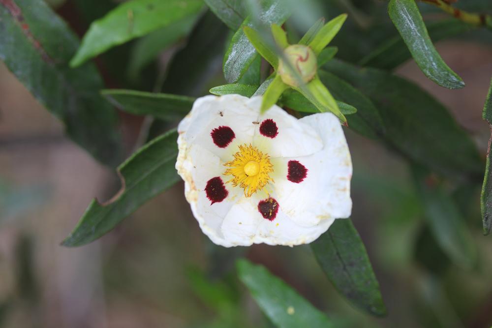Ciste à gomme, Ciste ladanifère Cistus ladanifer L., 1753