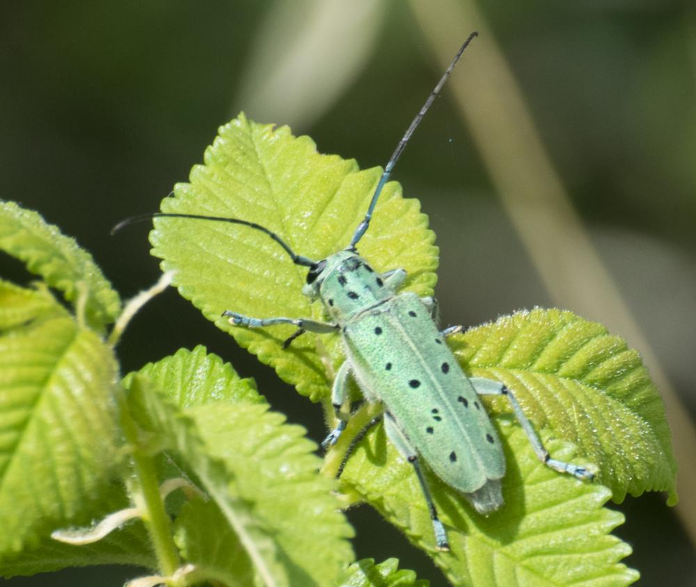 Saperda punctata (Linnaeus, 1767)