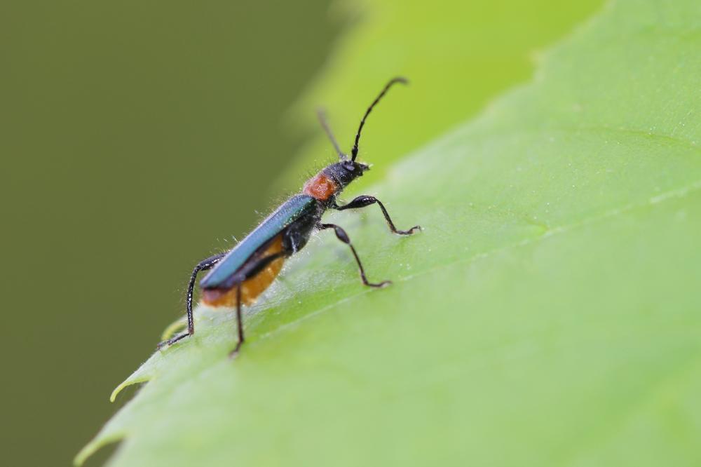 Callimus abdominalis (Olivier, 1795)