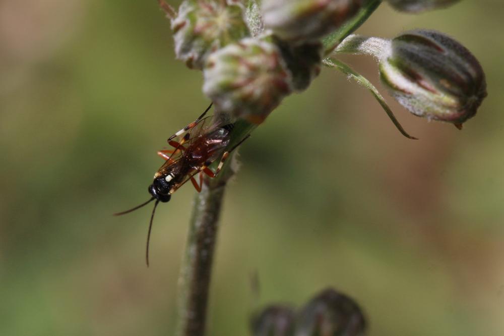  Diplazon laetatorius (Fabricius, 1781)