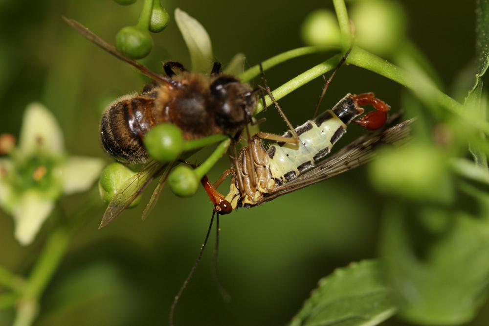 Panorpa cognata Rambur, 1842
