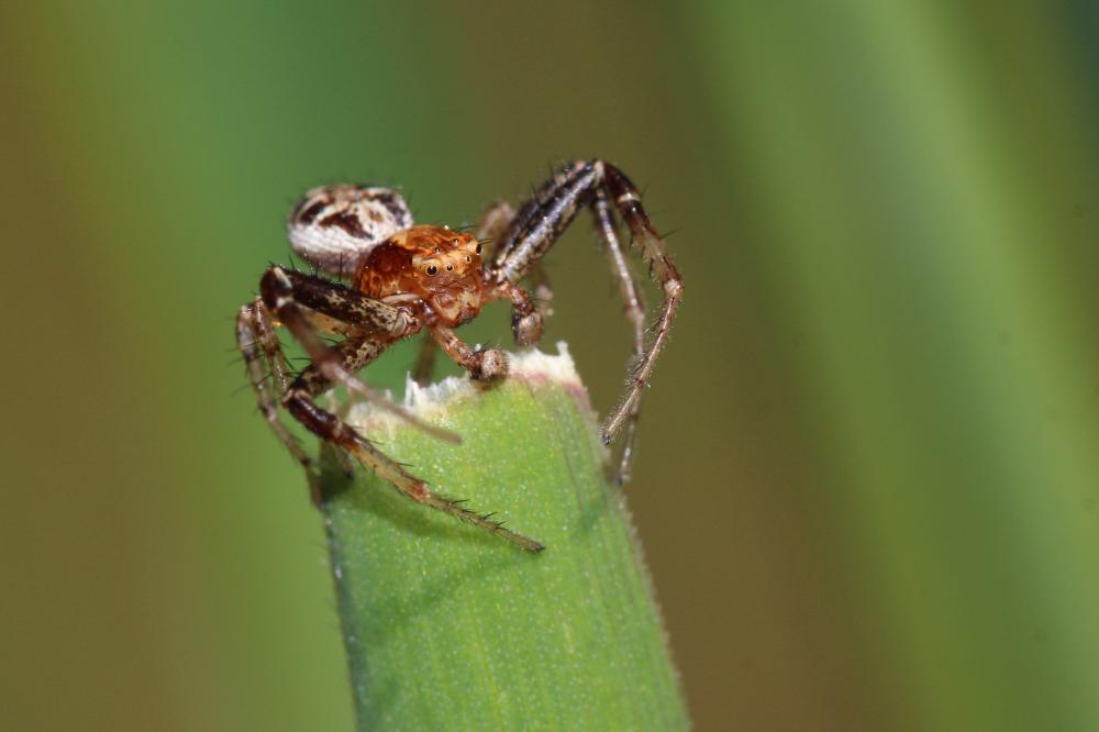  Xysticus lanio C.L. Koch, 1835