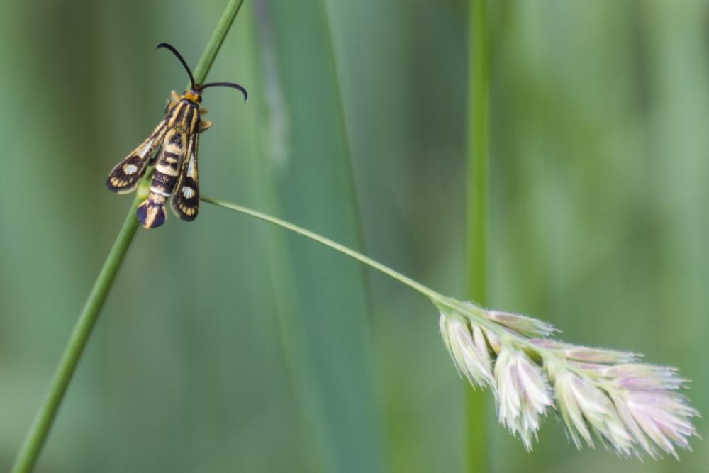 Sésie tenthrède (La) Chamaesphecia tenthrediniformis (Denis & Schiffermüller, 1775)