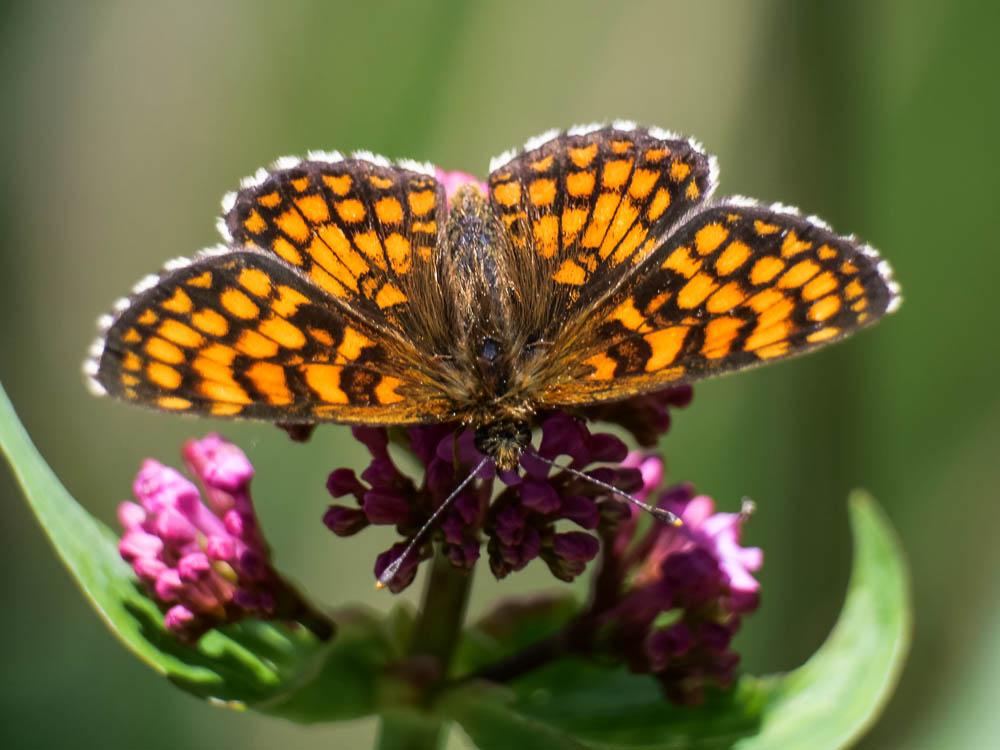 Mélitée du Mélampyre (La), Damier Athalie (Le) Melitaea athalia (Rottemburg, 1775)