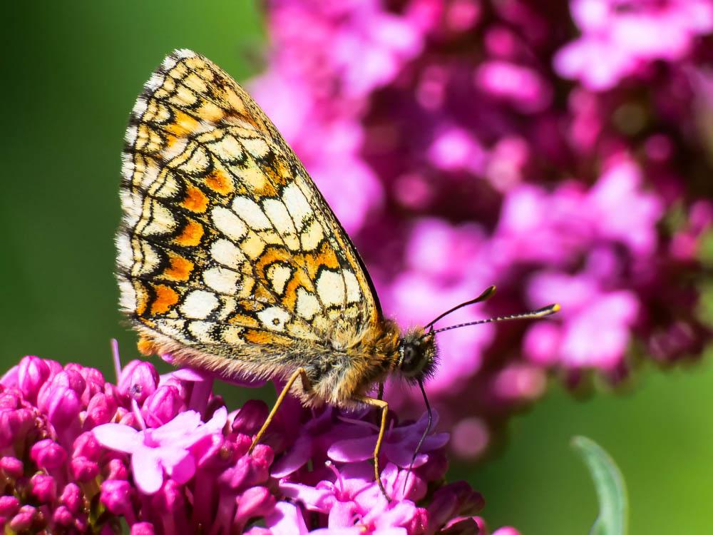 Mélitée du Mélampyre (La), Damier Athalie (Le) Melitaea athalia (Rottemburg, 1775)
