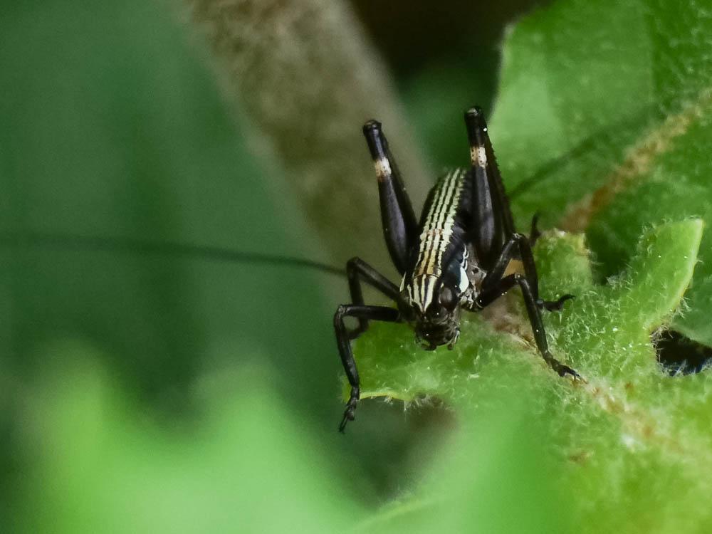 Antaxie cévenole Antaxius sorrezensis (Marquet, 1877)
