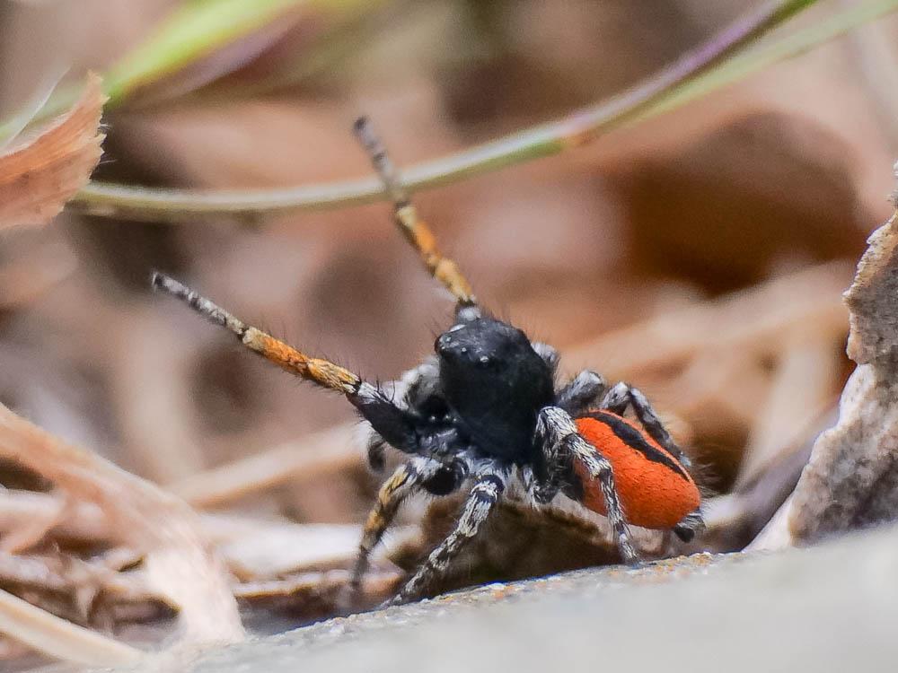 Saltique sanguinolent Philaeus chrysops (Poda, 1761)