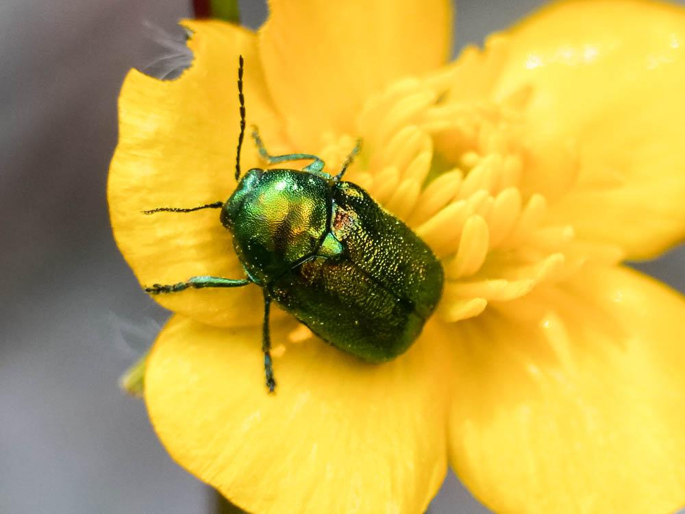  Cryptocephalus sericeus (Linnaeus, 1758)