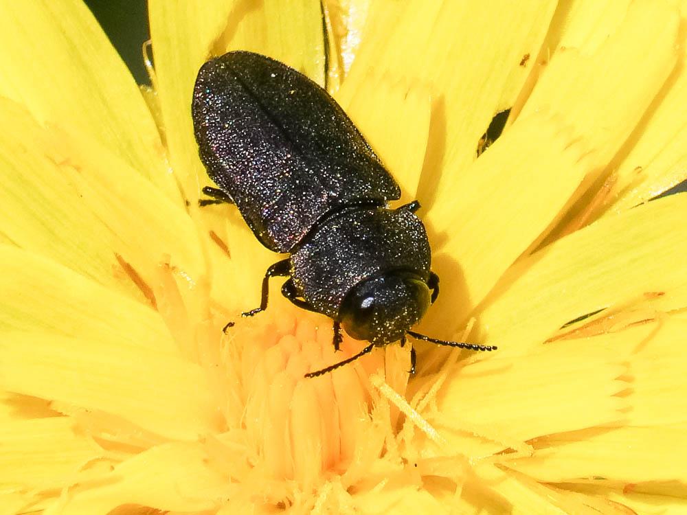 Anthaxia sepulchralis (Fabricius, 1801)