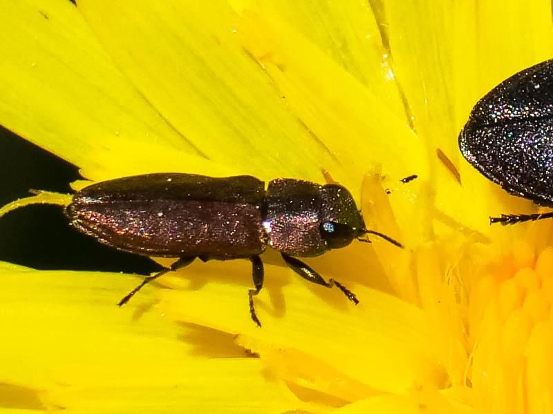  Anthaxia umbellatarum (Fabricius, 1787)