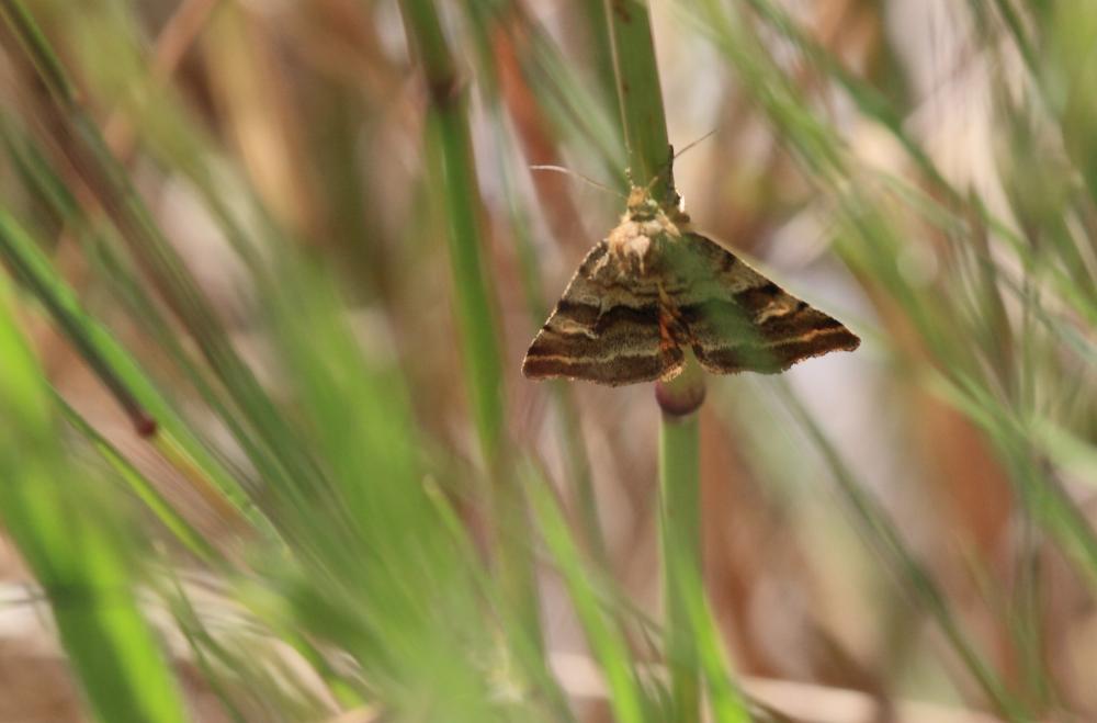 Noctuelle du Dartrier (La) Synthymia fixa (Fabricius, 1787)