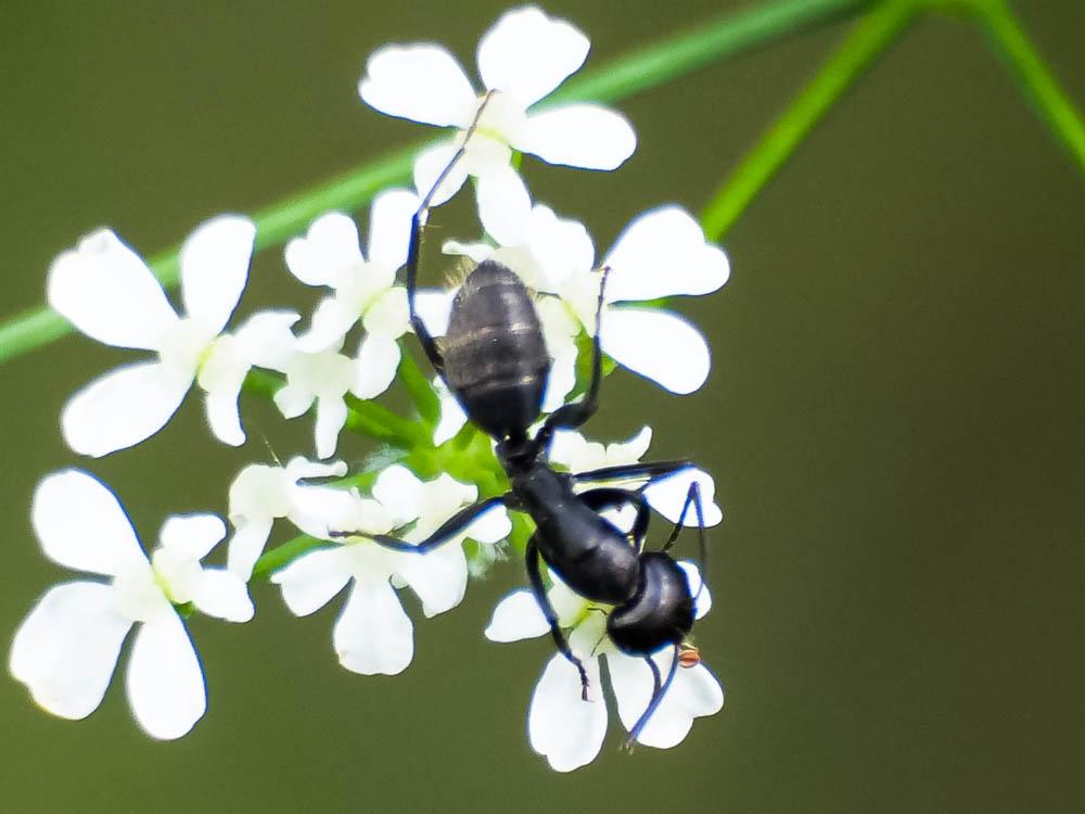 Camponotus Mayr, 1861