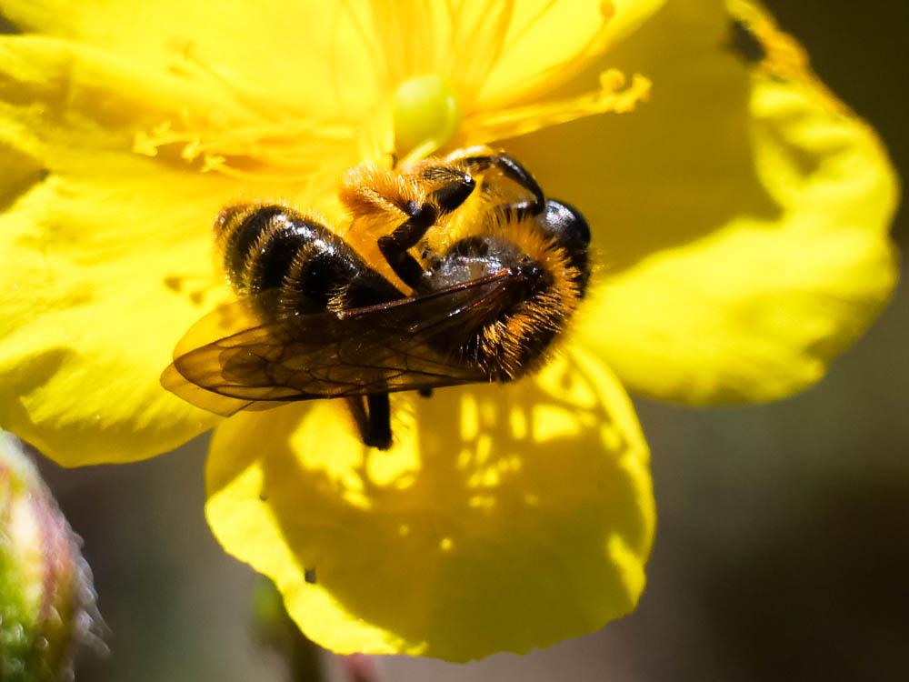  Andrena bicolor Fabricius, 1775