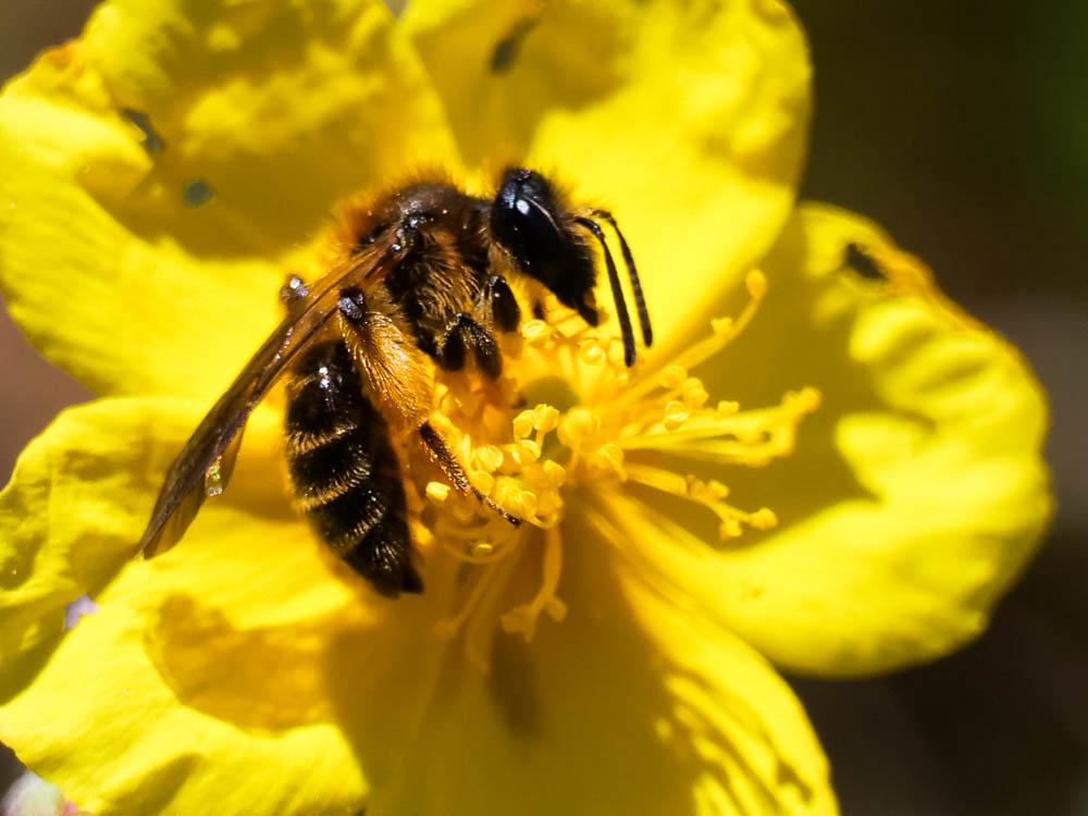 Andrena bicolor Fabricius, 1775