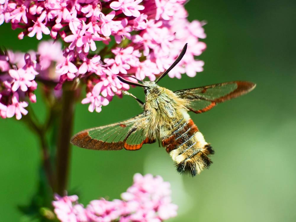 Sphinx gazé (Le), Sphinx du Chèvrefeuille (Le) Hemaris fuciformis (Linnaeus, 1758)