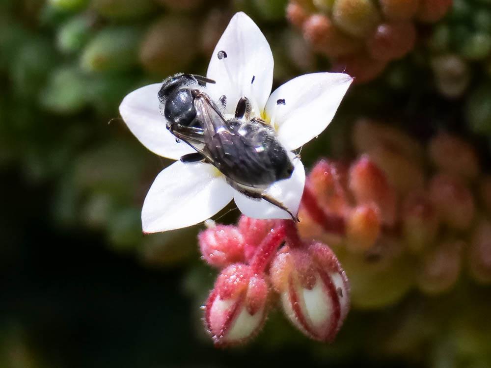Andrena bicolor Fabricius, 1775