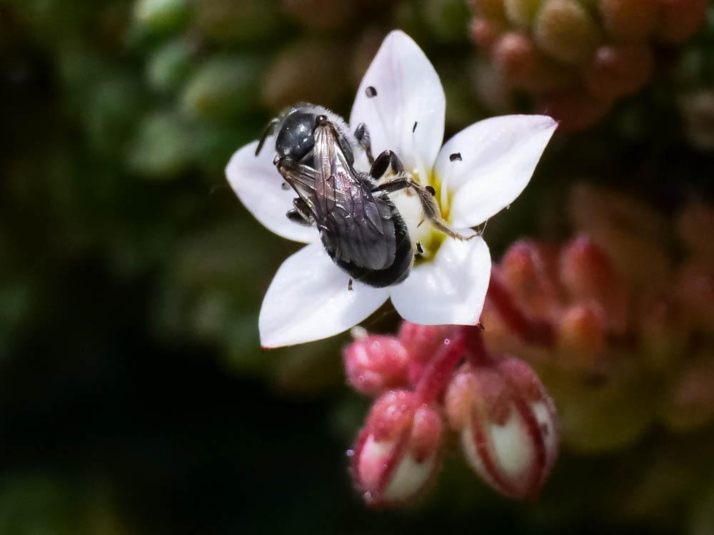  Andrena bicolor Fabricius, 1775