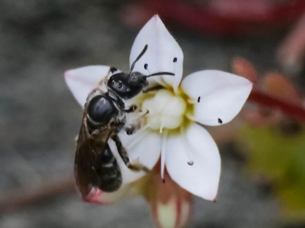 Andrena bicolor Fabricius, 1775
