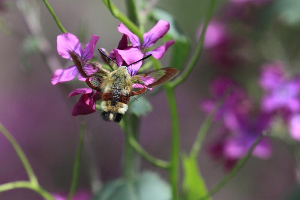 Sphinx gazé (Le), Sphinx du Chèvrefeuille (Le) Hemaris fuciformis (Linnaeus, 1758)