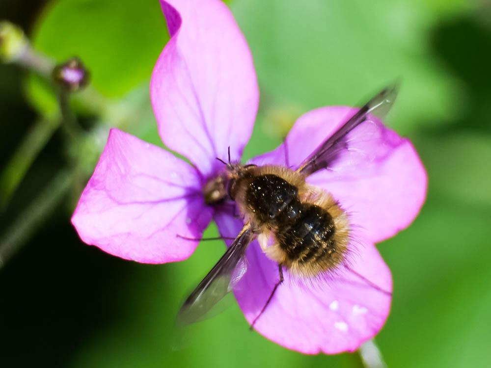  Bombylius Linnaeus, 1758