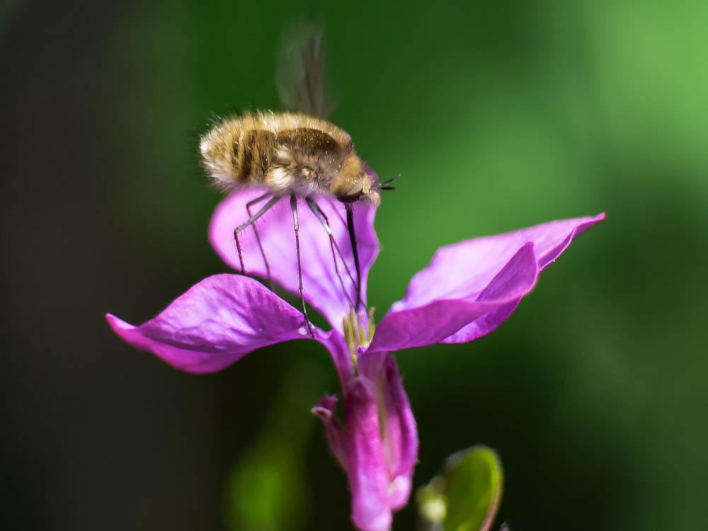 Bombylius Linnaeus, 1758