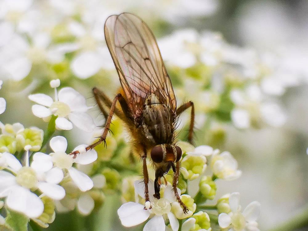 Scathophage du fumier, Mouche à merde Scathophaga stercoraria (Linnaeus, 1758)
