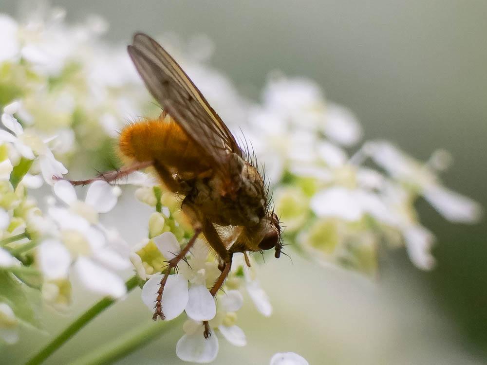 Scathophage du fumier, Mouche à merde Scathophaga stercoraria (Linnaeus, 1758)
