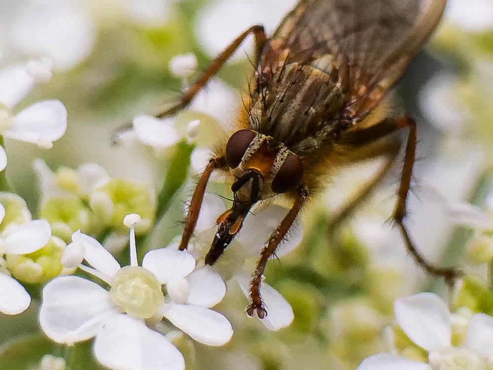 Scathophage du fumier, Mouche à merde Scathophaga stercoraria (Linnaeus, 1758)