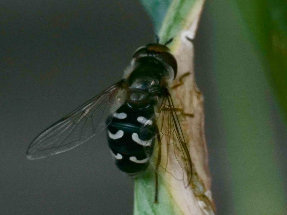 Syrphe du poirier, Syrphe pyrastre Scaeva pyrastri (Linnaeus, 1758)